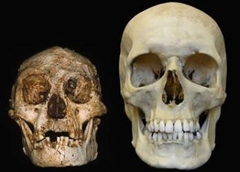 Homo floresiensis.jpg