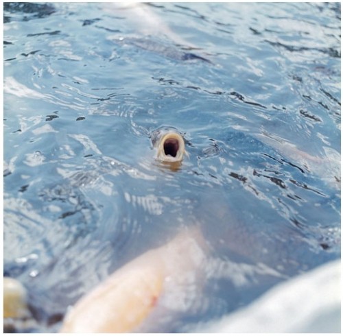 rinko_kawauchi.jpg