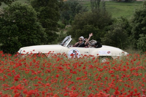 coquelicots-sur-provence.jpg